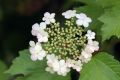 Viburnum opulus